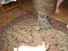 Kung fu kitty and puppy