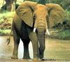 아프리카코끼리 (동물이름사전)
