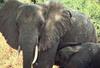 African Elephants (Loxodonta africana) mother and calf