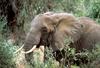 African Elephant (Loxodonta africana)