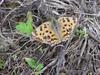 네발나비 Polygonia c-aureum (Asian Comma Butterfly)