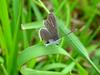 암먹부전나비 Everes argiades (Short-tailed Blue Butterfly)