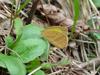 극남노랑나비 Eurema laeta (Spotless Grass Yellow Butterfly)