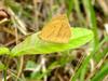 극남노랑나비 Eurema laeta (Spotless Grass Yellow Butterfly)