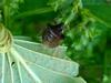 노린재 종류 --> 썩덩나무노린재 Halyomorpha halys (Brown Marmorated Stink Bug)