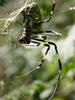 무당거미 Nephila clavata (Golden Orb-web Spider)