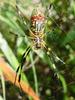 무당거미 Nephila clavata (Golden Orb-web Spider)