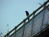 까치 Pica pica (Black-billed Magpie)