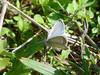 남방부전나비 Pseudozizeeria maha (Pale Grass Blue Butterfly)