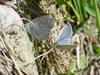 남방부전나비 Pseudozizeeria maha (Pale Grass Blue Butterfly)