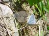 남방부전나비 Pseudozizeeria maha (Pale Grass Blue Butterfly)