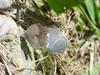 남방부전나비 Pseudozizeeria maha (Pale Grass Blue Butterfly)