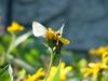 배추흰나비 Artogeia rapae (Common Cabbage White Butterfly)