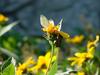 배추흰나비 Artogeia rapae (Common Cabbage White Butterfly)