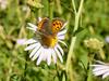 작은주홍부전나비 Lycaena phlaeas (Small Copper Butterfly)