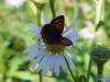 작은주홍부전나비 Lycaena phlaeas (Small Copper Butterfly)