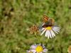 작은주홍부전나비 Lycaena phlaeas (Small Copper Butterfly)