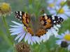 작은멋쟁이나비 Cynthia cardui (Painted Lady Butterfly)