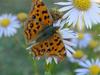 네발나비 Polygonia c-aureum (Asian Comma Butterfly)