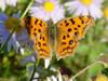 네발나비 Polygonia c-aureum (Asian Comma Butterfly)