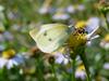 배추흰나비 Artogeia rapae (Common Cabbage White Butterfly)