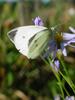 배추흰나비 Artogeia rapae (Common Cabbage White Butterfly)