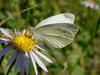 배추흰나비 Artogeia rapae (Common Cabbage White Butterfly)