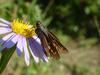 줄점팔랑나비 Parnara guttata (Common Straight Swift Butterfly)