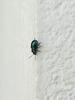 Chrysochus Leaf Beetle