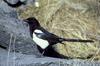 Black-billed Magpie (Pica pica)