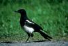 Black-billed Magpie (Pica pica)