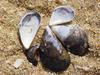 Mytilus edulis