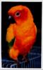 Sun Conure (Aratinga solstitialis)