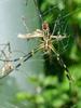 무당거미 Nephila clavata (Golden Orb-web Spider)