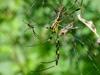 무당거미 Nephila clavata (Golden Orb-web Spider)