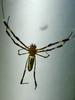 무당거미 Nephila clavata (Golden Orb-web Spider)