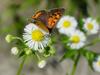 작은주홍부전나비 Lycaena phlaeas (Small Copper Butterfly)