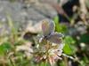 암먹부전나비 Everes argiades (Short-tailed Blue Butterfly)