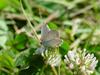 암먹부전나비 Everes argiades (Short-tailed Blue Butterfly)