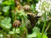 줄점팔랑나비 Parnara guttata (Common Straight Swift Butterfly)