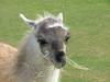 young Lama