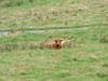 highland cattle