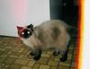 bean the fat cat