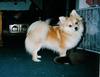 puppy 2