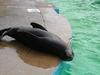 seal
