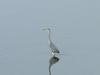 heron