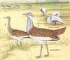 Otis tarda - Great Bustard