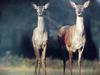 유럽 붉은사슴 Cervus elaphus (Red Deer)