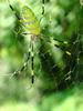 무당거미 Nephila clavata (Golden Orb-web Spider)