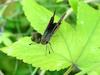 줄점팔랑나비 Parnara guttata (Common Straight Swift Butterfly)